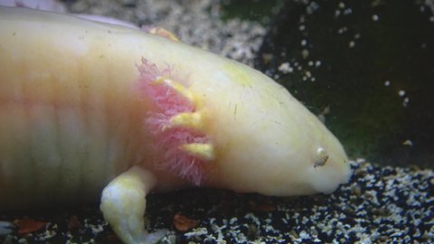 Axolotl Stock Video Footage 4k And Hd Video Clips Shutterstock Axolotl Stock Video Footage 4k And Hd Video Clips Shutterstock