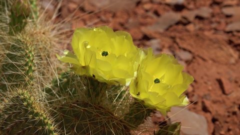 Flowering cactus plants, Yellow flowers of Opuntia sp. (polyacantha) in Canyonlands National Park, Utha