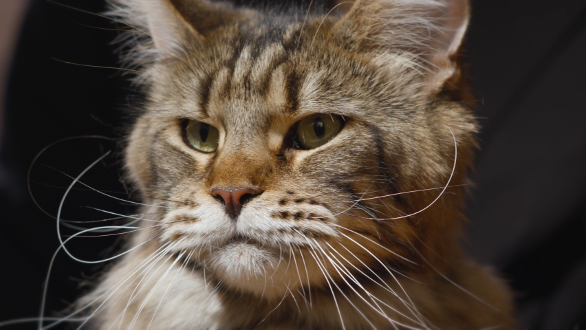 thoroughbred maine coon cat looks licks Stock Footage Video (100% ...