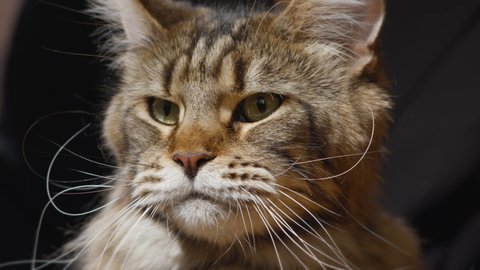 A thoroughbred Maine Coon  cat looks and licks its lips.  Hungry cat, eyes wide open.
Cute curious cat indoors and looking at the camera, fluffy Maine Coon cat.
Concept of happy adorable pets. 