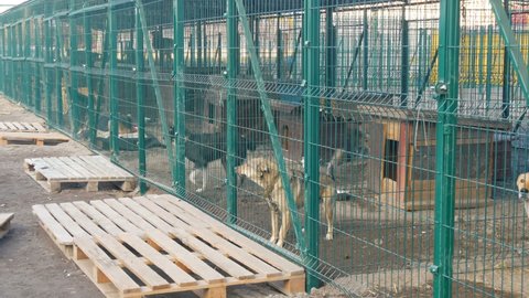 Unwanted and homeless dogs barking in animal shelter. Asylum for dog. Stray dogs in an iron cage. Poor and hungry street dogs and urban free-ranging dogs. Feral dog in prison