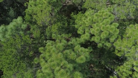 Treetop-Level Downward Pan View of Florida Longleaf Pine Trees