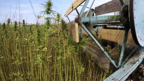 Combine harvesting Cannabis Hemp for Cbd production on a farming field outside. 4k, Slow motion, Close up