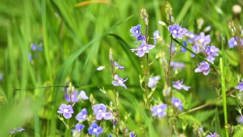Veronica chamaedrys, the germander speedwell, bird's-eye speedwell, or cat's eyes, is an herbaceous perennial species of flowering plant in the plantain family Plantaginaceae.