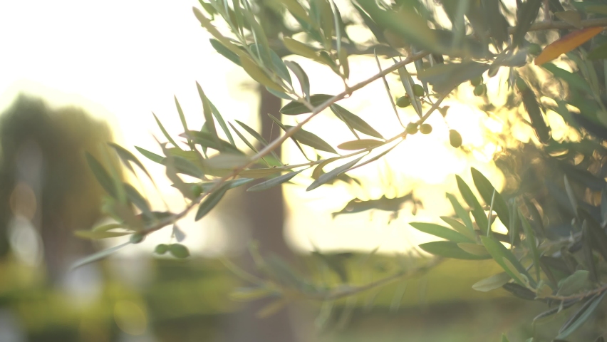 Young olives on the branches of an olive tree in a grove | Shutterstock HD Video #1062409471