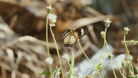 4k footage ; butterfly feeding on flower in a garden