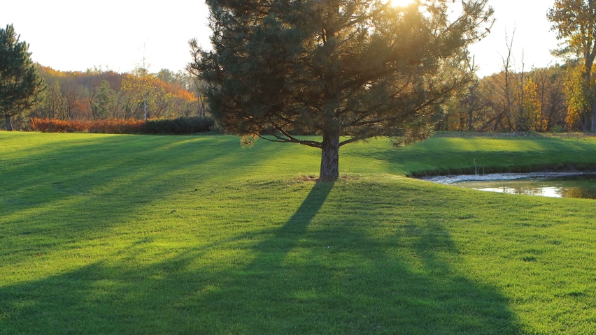 Big fir tree at the green grass field. Calming Landscape footage. Realxing autumn background.
