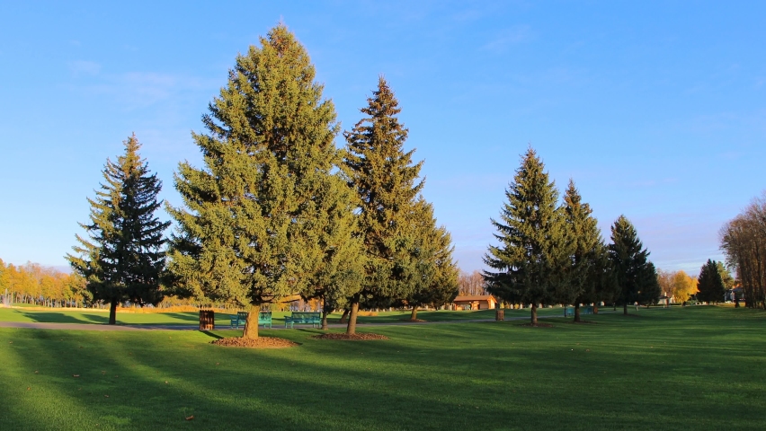Big fir tree at the green grass field. Calming Landscape footage. Realxing autumn background.