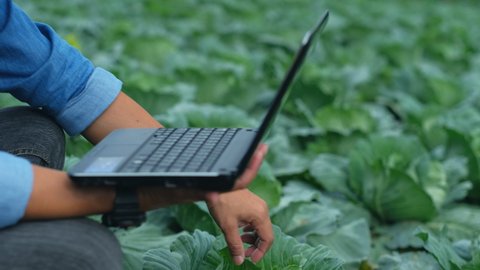 Farmers use laptop computer to record the growth of cabbage plants in the field in the morning.