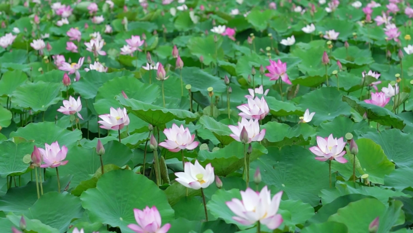 lotus fields bloom spring morning buddhist Stock Footage Video (100% ...