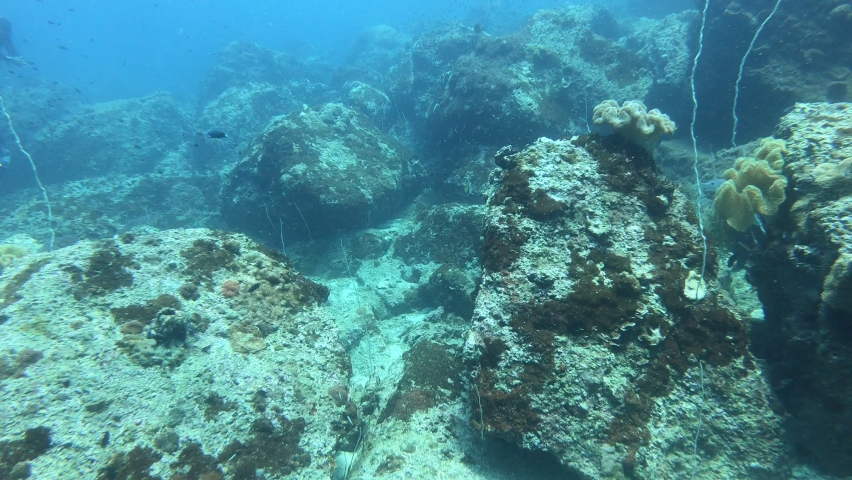 Tropical Fish Corals Marine Reef. Underwater Sea Tropical Life. Tropical underwater sea fishes. Underwater fish reef marine. Tropical colorful underwater seascape. | Shutterstock HD Video #1062415006