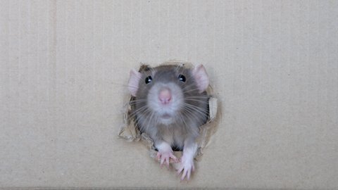 portrait of a cute gray domestic curious rat, look from a hole in a box