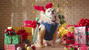 happiness and cheerful Dog breed  brown chihuahua wearing glasses sit with gifts present boxes and Christmas tree in the room, Happy Christmas festive background slow motion - Powered by Shutterstock - Get 15% off with code: PIKWIZARD15