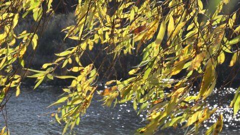 yellow willow foliage swaying in the wind in the sun