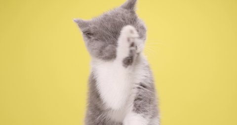 adorable British shorthair baby kitten sticking out tongue, licking and cleaning fur, sitting on yellow background in studio