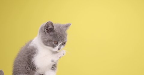 adorable British shorthair baby cat sticking out tongue and licking fur, cleaning, looking up and playing with toys on yellow background in studio