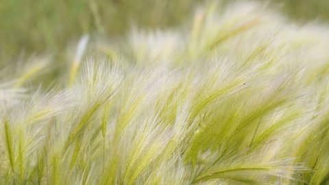 Feather Grass in the meadow inflates the wind. Needle Grass. Selective focus