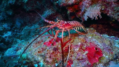 Red caribbean spiny lobster (Panulirus argus) on the coral reef. Moving lobster and corals, underwater video from scuba diving. Aquatic wildlife, ocean animal.