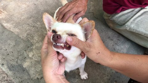 Owner checks teeth to adorable Chihuahua dog puppy for dental health, cute dog. Selective focus.