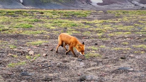 Close Up of red fox walking on the meadow.