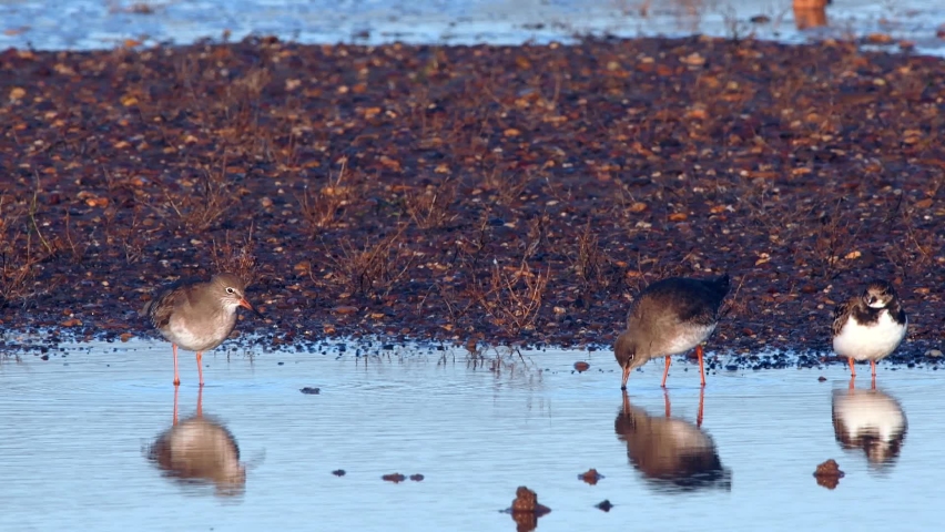 Redshank (Tringa totanus) in environment.