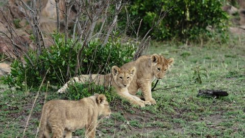 A pride of African lioness with several cubs play after hunting. Lion, head of the pride, roars at the cubs. Wild savanna Safari in the Maasai Mara National reserve in Kenya, near Serengeti Park.