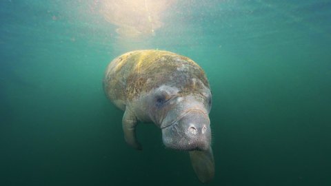 Underwater, slow motion, a large manatee swims near the surface of Crystal River, FL, USA