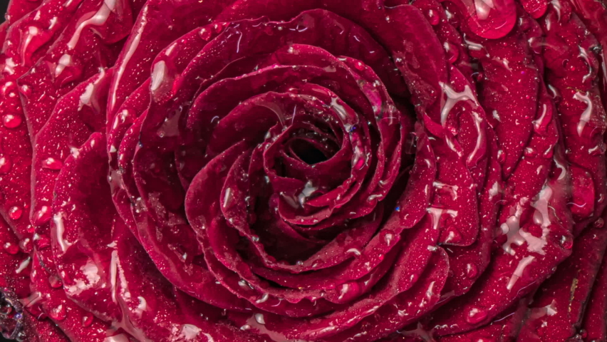  Freezing red rose, ice and snow crystals forming on the flower petals close up frost, macro, 4k. Top view. Viva magenta. Color trends