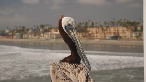 Pacific Brown Pelican grooming feathers at the Oceanside Pier in California, Handheld close up shot