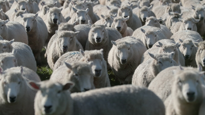 Hundreds of sheep. много овец. испанский баран. улица овечку. Hundreds of sheep.