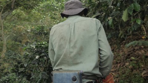 Following a coffee farmer and walking through jungle bush nature on dirt road to the plantation to harvest the beans in forest jungle seeing only the top body Sierra Nevada Colombia