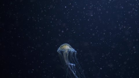 Japanese sea nettle jellyfish swim through plankton 4k