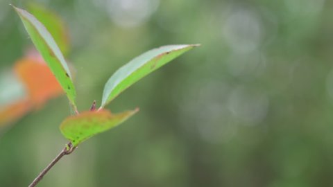 sapling of chokeberry young tree with green leaves waves on light wind in garden blurred background.