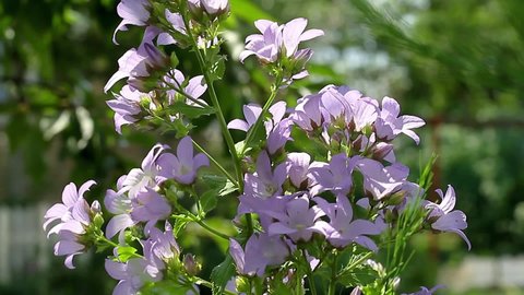 Campanula lactiflora ,bellflower Prichards variety, a Large, lush inflorescence of garden Bluebell on a Sunny summer day