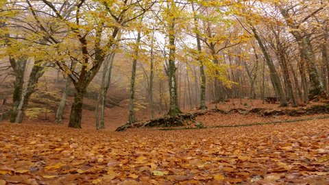 Autumn in the woods of the abruzzo national park, lazio, molise, italy, rainy and foggy day, video with slider