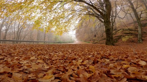 Autumn in the woods of the abruzzo national park, lazio, molise, italy, rainy and foggy day, video with slider
