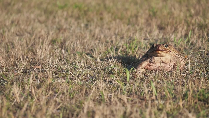 aga toad, Bufo marinus, is jumping in the grass, slow motion