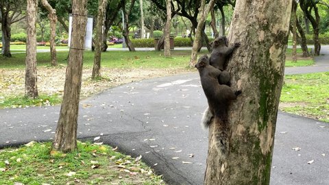 Taipei, Taiwan-01 April, 2020: 4K, A cute pallas squirrel have sex in the tree of a park forest in Taipei city. Two wild squirrels mating on a spring day in Taiwan. Copulation of animals