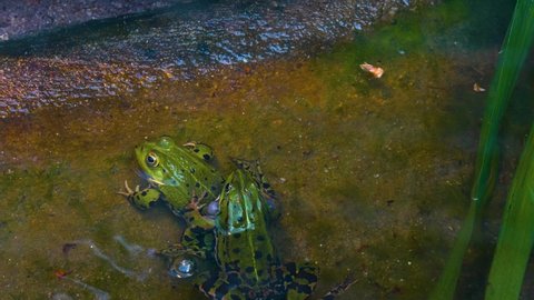 Close up of frogs swimming in water.	