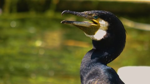 Close up of cormorant head with strong breathing	