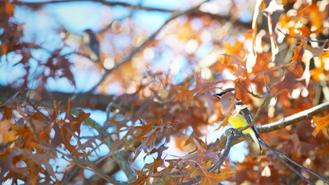 Closeup of one colorful beautiful cedar waxwing bird sitting perched on autumn oak tree branch in countryside rural Virginia