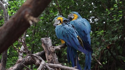 Big Blue Macaw Blueandgold Macaws Couple Stock Footage Video (100% ...