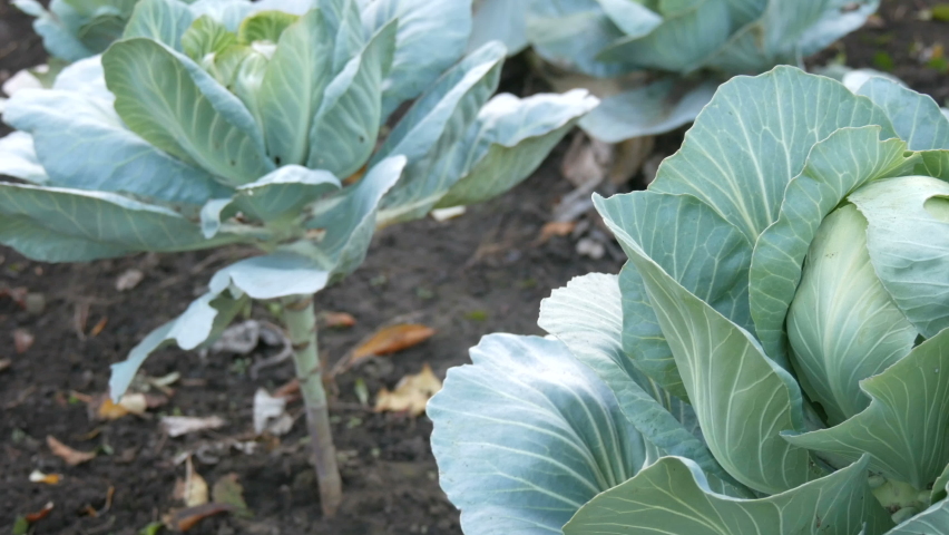 Fresh cabbage grows on the farm in the vegetable garden in the ground. Vegetables. Cultivation. Greenery. Agricultural plantation