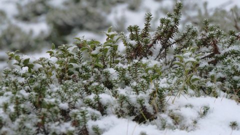 Snow-covered low tundra vegetation during snowfall on an overcast autumn day.