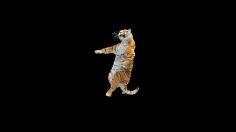 Tiger Dancing, 3d rendering, animal realistic, cartoon, Animation Loop,  Included in the end of the clip With Luma Matte.
