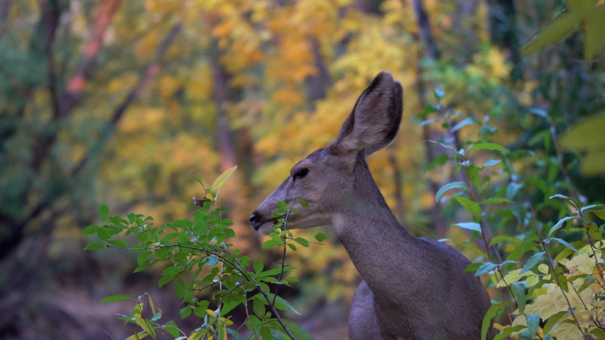 Mule deer eating green leaves