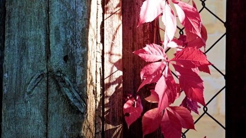 bright red autumn grape leaves and metal fence