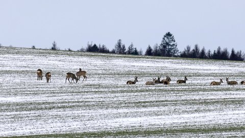 herd of european roe deer (Capreolus capreolus) on winter landscape. Czech Republic, europe wildlife