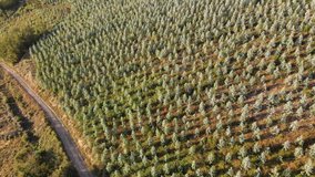 Aerial shot from a pinewood in Galicia, Spain