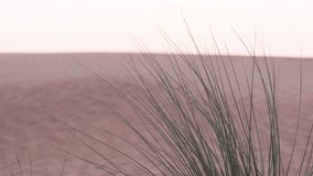 Close-up of wind blows sand in the desert of sand dunes in the Sahara desert at sunset, tall wild grass, 4k